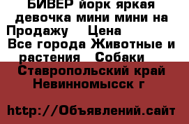 БИВЕР йорк яркая девочка мини мини на Продажу! › Цена ­ 45 000 - Все города Животные и растения » Собаки   . Ставропольский край,Невинномысск г.